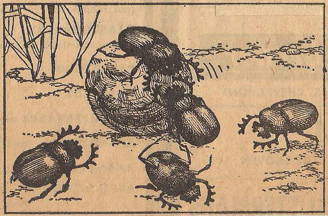 Wonderen van de natuur by Peter Wienk